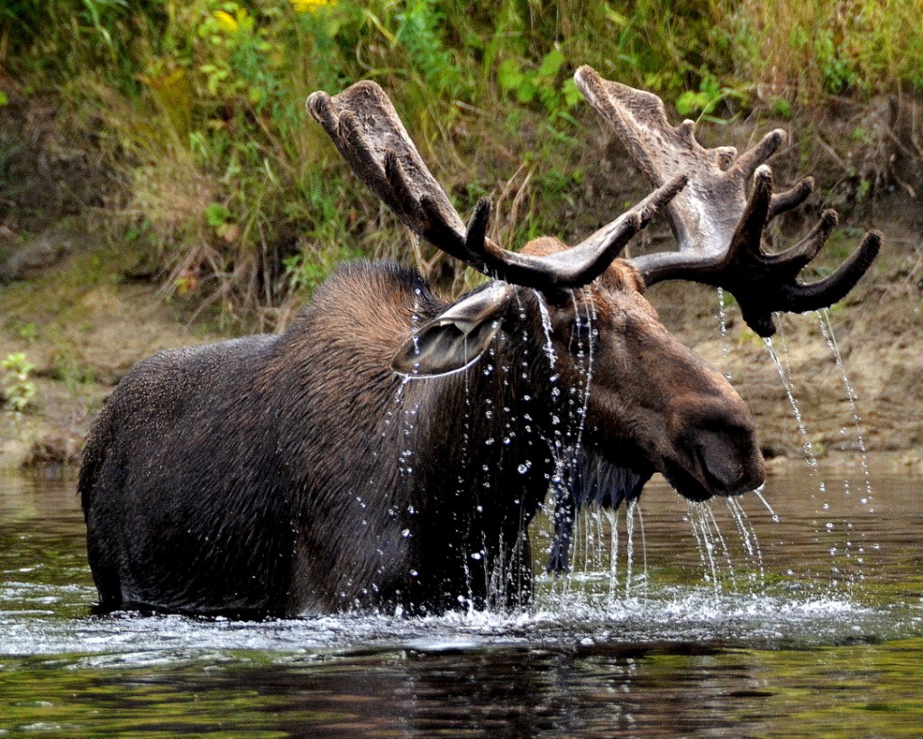 Best Moose Viewing Tours in Maine, Allagash, West Branch of The