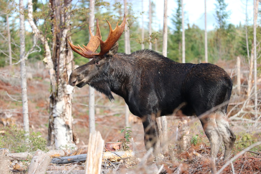 Maine Moose Hunting Outfitter & Guide, WMD 1,2,4,5,11